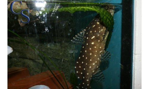Synodontis angelicus